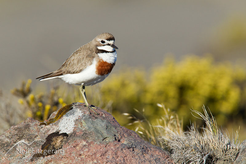 Charadrius-bicinctus-18478.jpg