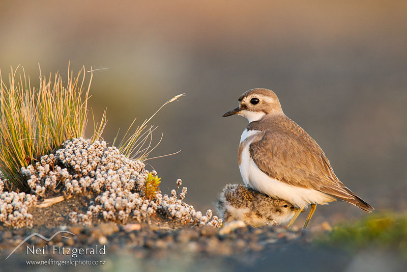Charadrius-bicinctus-18919.jpg