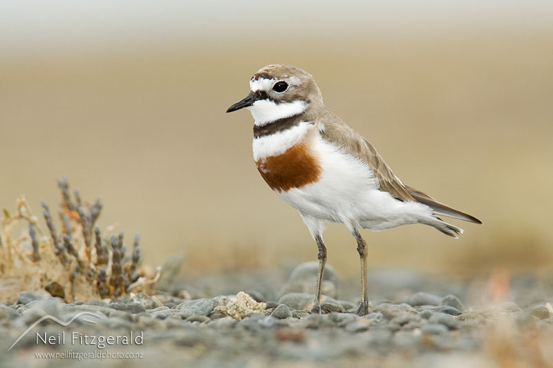 Charadrius-bicinctus_12756.jpg