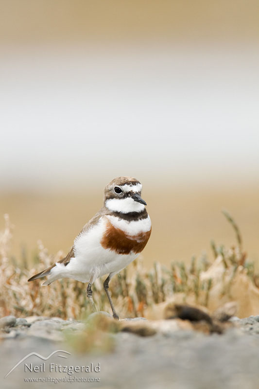 Charadrius-bicinctus_12782.jpg