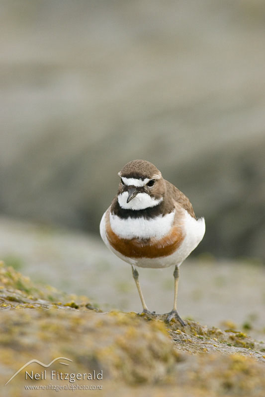 Charadrius-bicinctus_5485.jpg