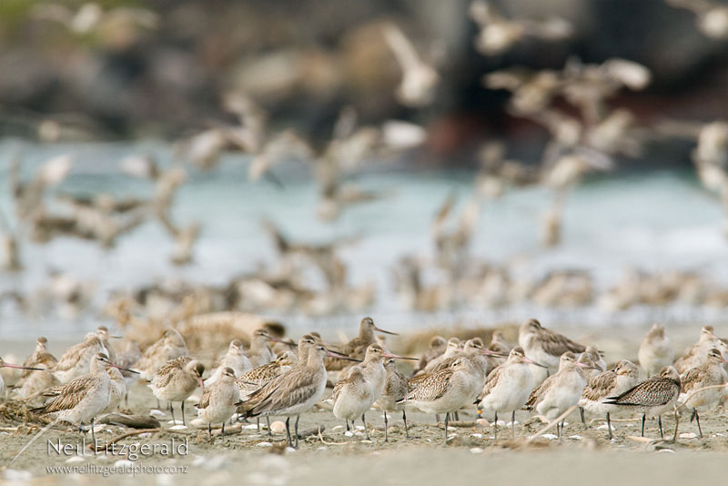 Limosa-lapponica_10007.jpg