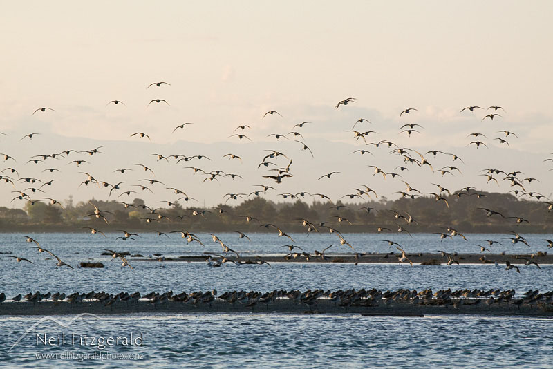 Limosa-lapponica_10021.jpg