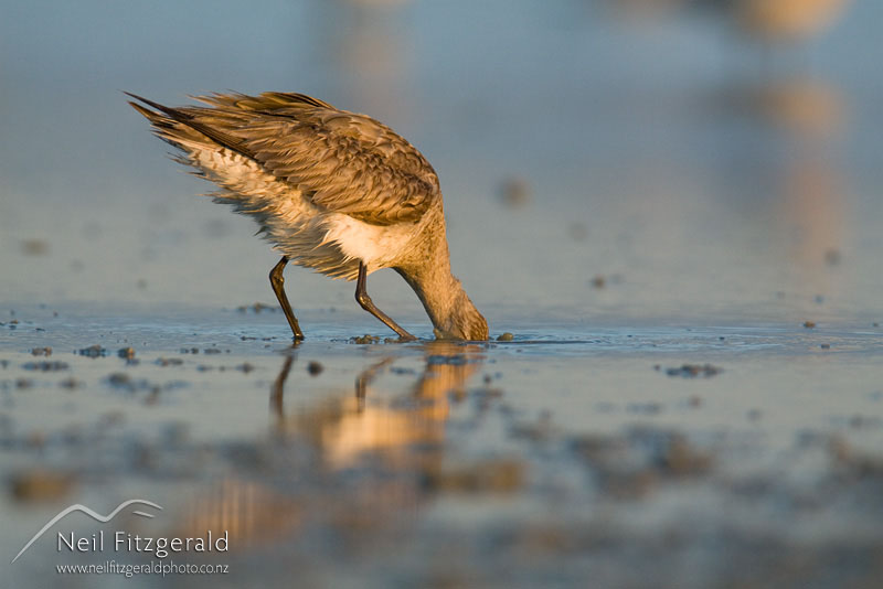 Limosa-lapponica_10142.jpg
