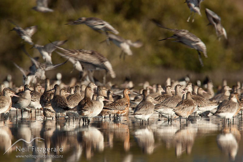 Limosa-lapponica_10719.jpg