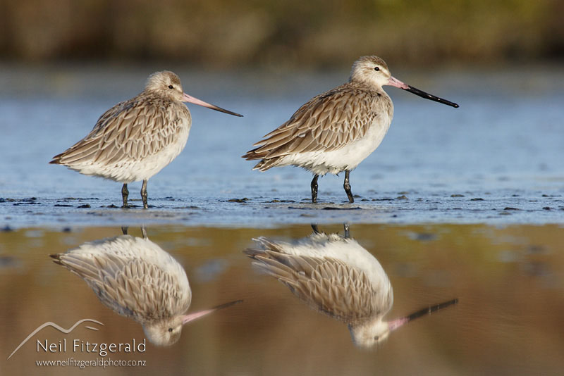 Limosa-lapponica_2884.jpg