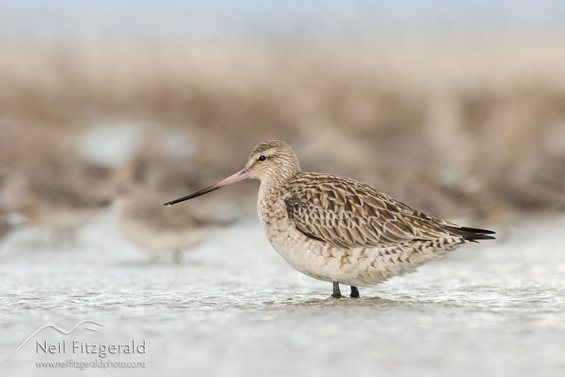 Limosa-lapponica_6946.jpg