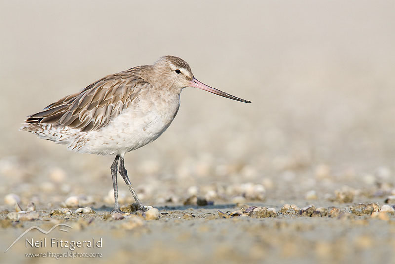Limosa-lapponica_9878.jpg