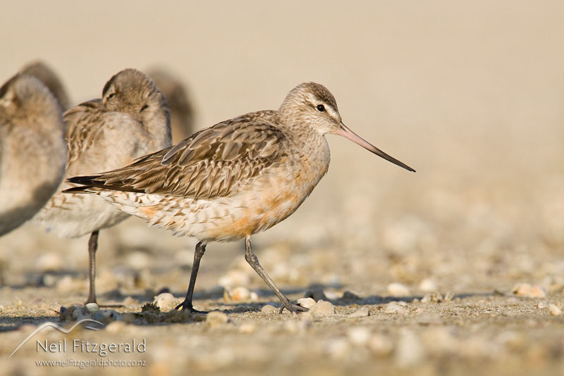 Limosa-lapponica_9900.jpg