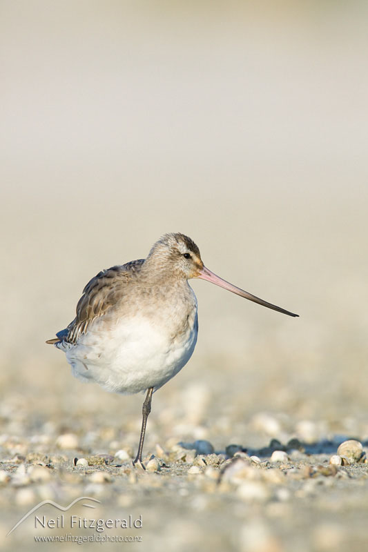 Limosa-lapponica_9922.jpg