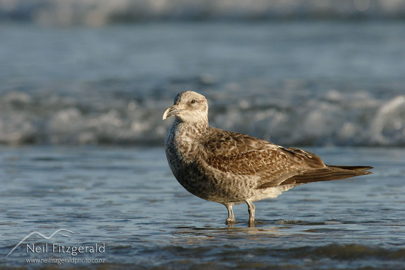 Larus-dominicanus_0956.jpg