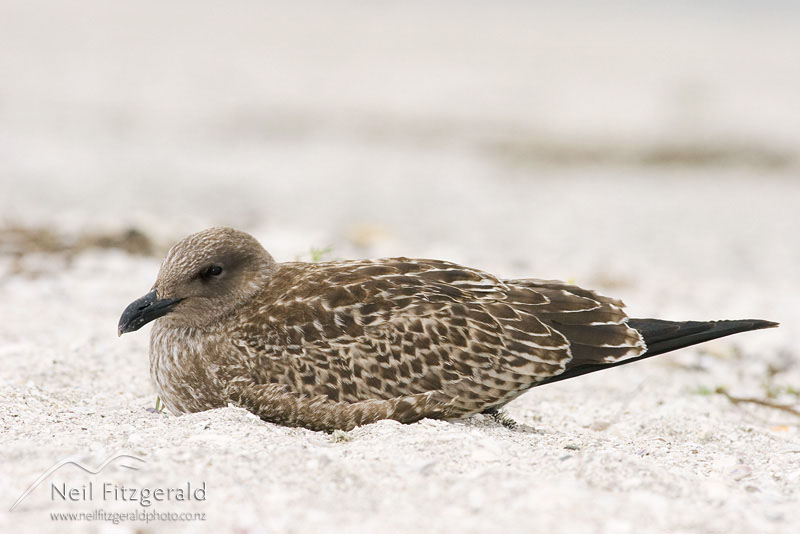 Larus-dominicanus_2779.jpg