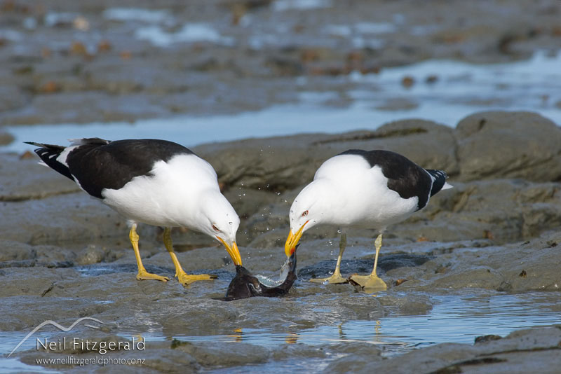 Larus-dominicanus_5315.jpg