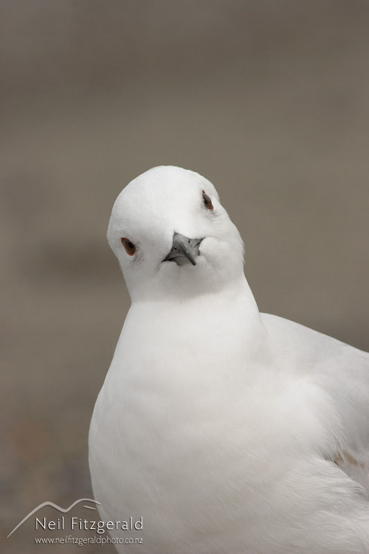 Larus-bulleri_0635.jpg