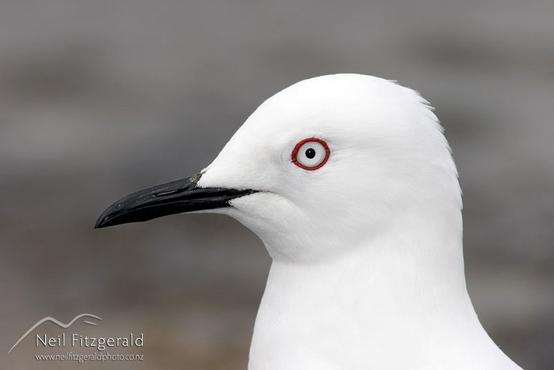 Larus-bulleri_0645.jpg