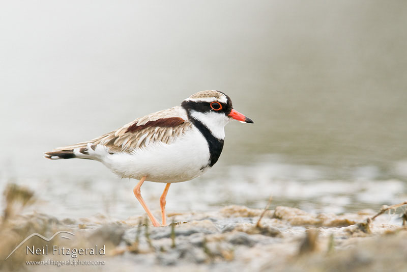 Charadrius-melanops_12699.jpg