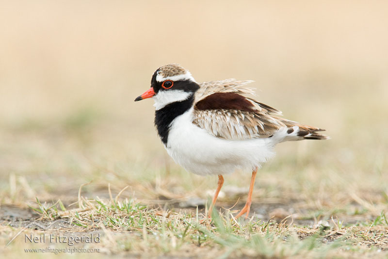 Charadrius-melanops_12715.jpg
