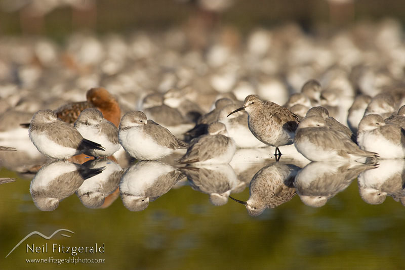 Calidris-ferruginea_7081.jpg