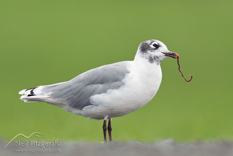 Larus-pipixcan_11452.jpg