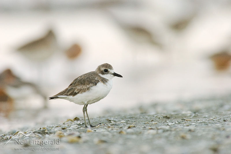 Charadrius-leschenaultii_7053.jpg