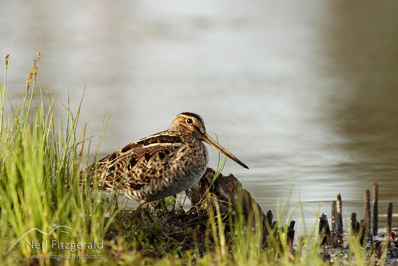 Gallinago-hardwickii_0922.jpg