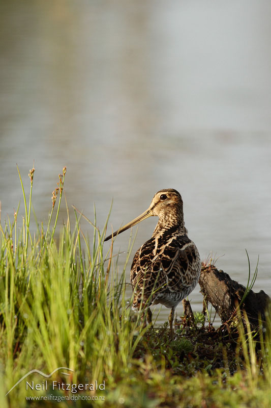 Gallinago-hardwickii_0927.jpg