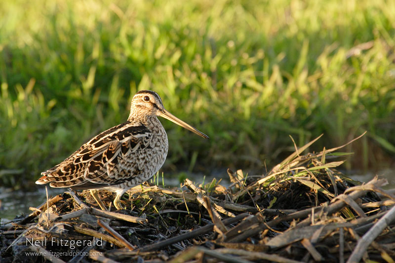 Gallinago-hardwickii_1028.jpg