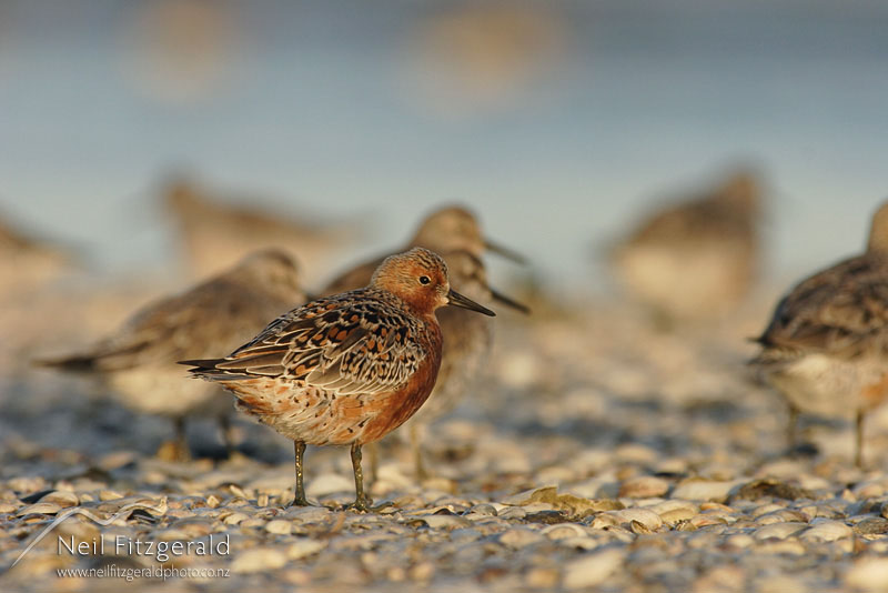 Calidris-canutus_2970.jpg