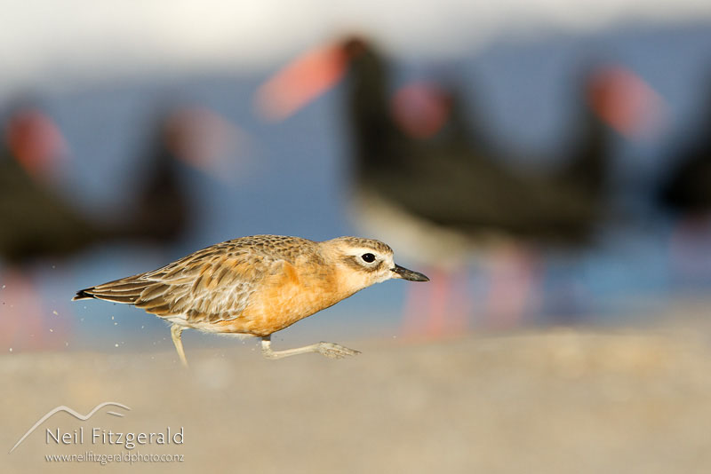Charadrius-obscurus-18545.jpg
