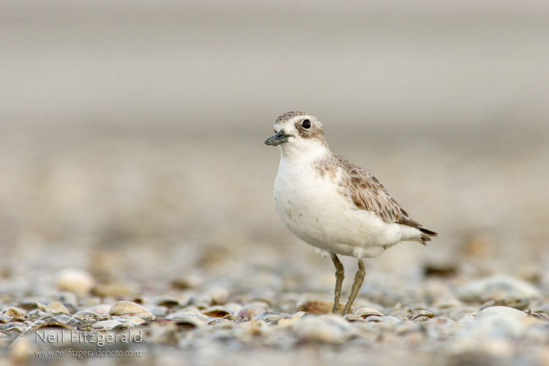 Charadrius-obscurus_0396.jpg