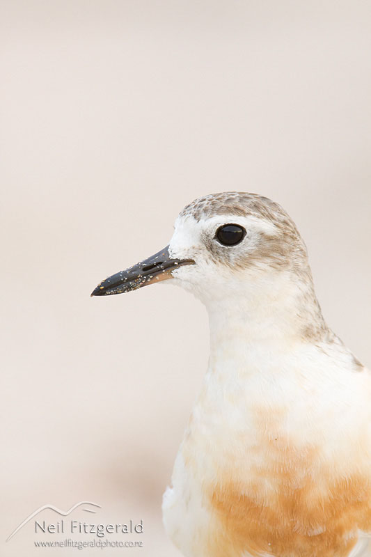 Charadrius-obscurus_10598.jpg
