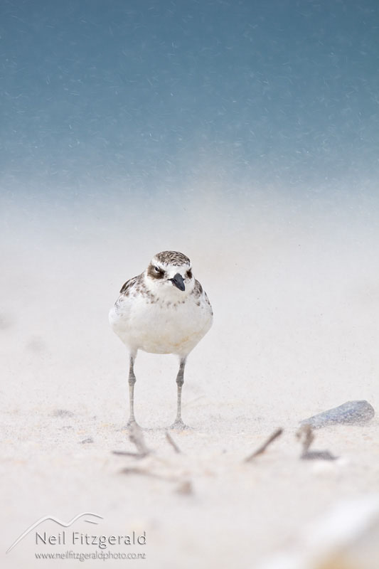 Charadrius-obscurus_10714.jpg