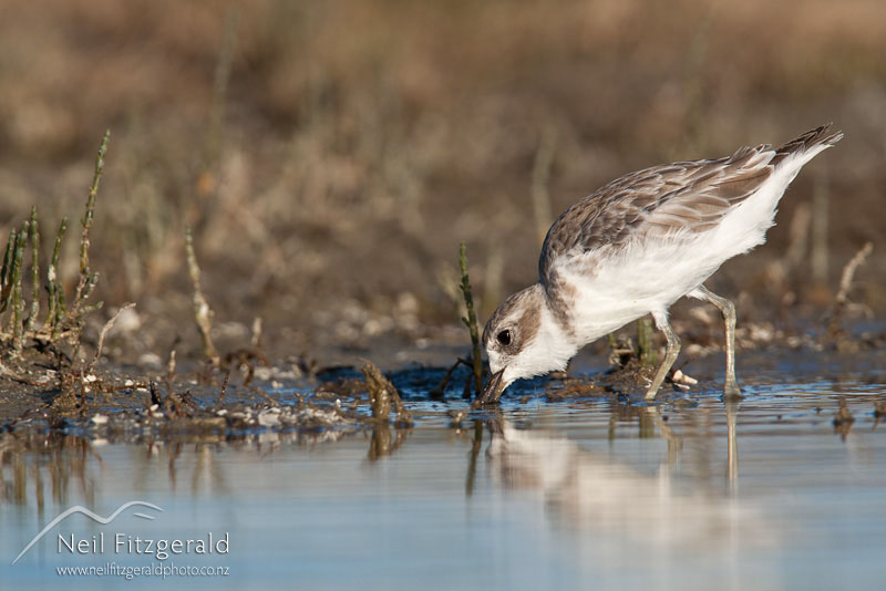 Charadrius-obscurus_10746.jpg