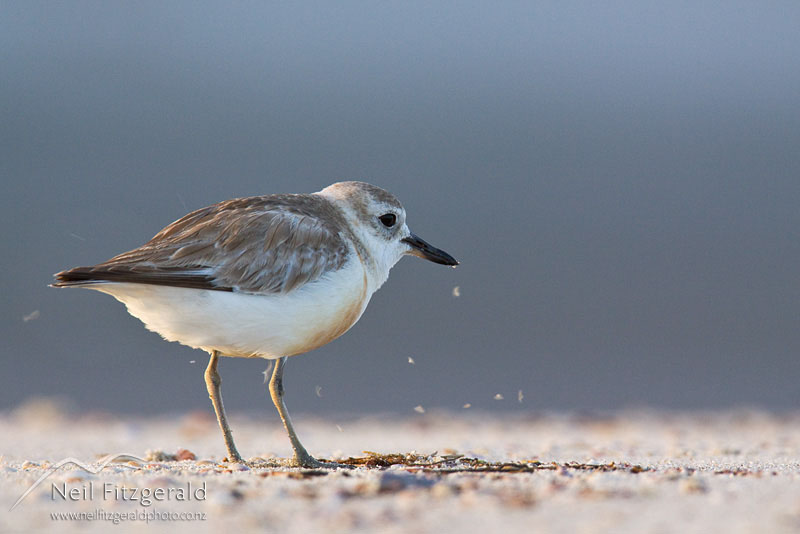 Charadrius-obscurus_12592.jpg