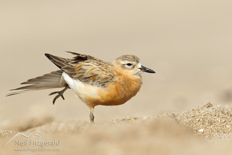 Charadrius-obscurus_14126.jpg