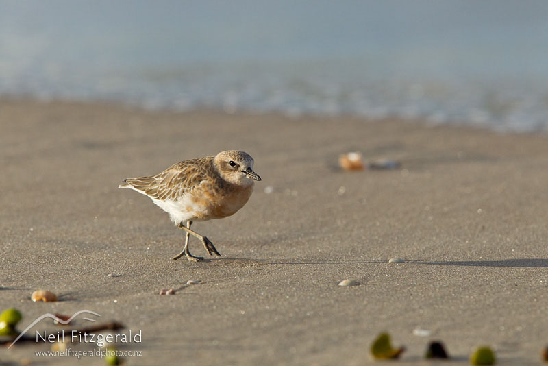 Charadrius-obscurus_20634.jpg