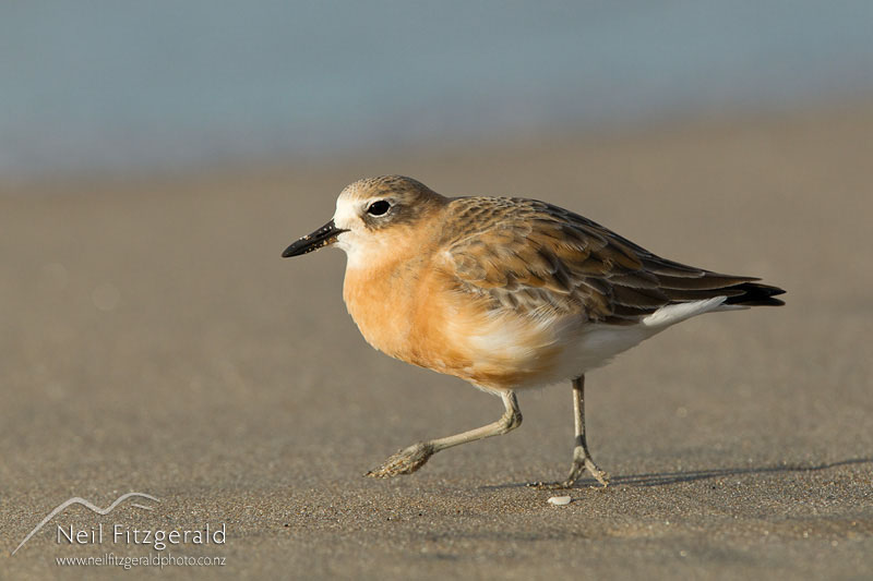 Charadrius-obscurus_20638.jpg