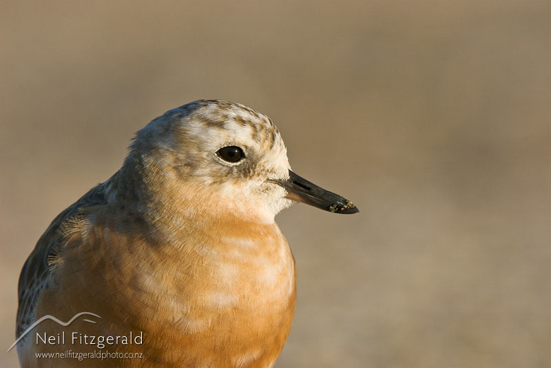 Charadrius-obscurus_8925.jpg