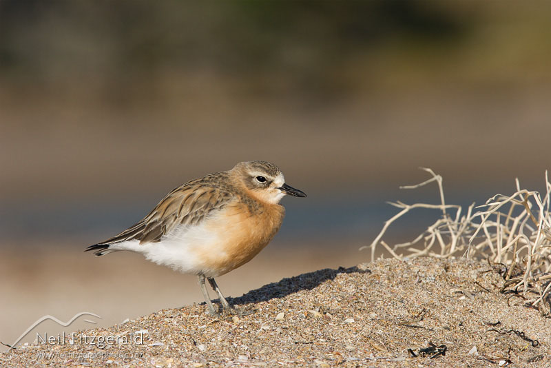 Charadrius-obscurus_9022.jpg
