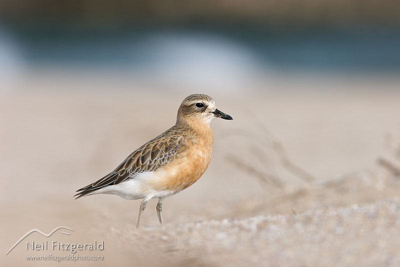 Charadrius-obscurus_9049.jpg