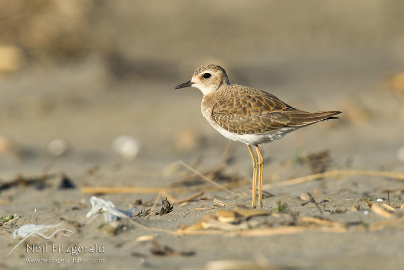 Charadrius-veredus-19927.jpg