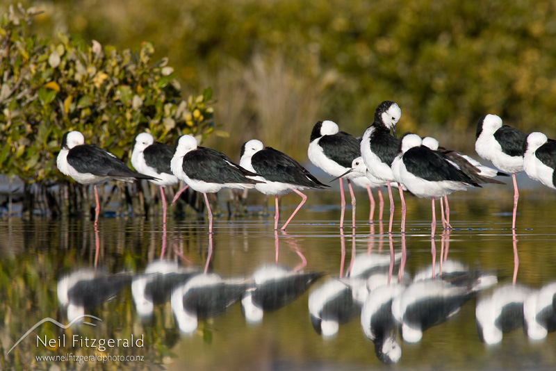 Himantopus-himantopus-leucocephalus_1105.jpg