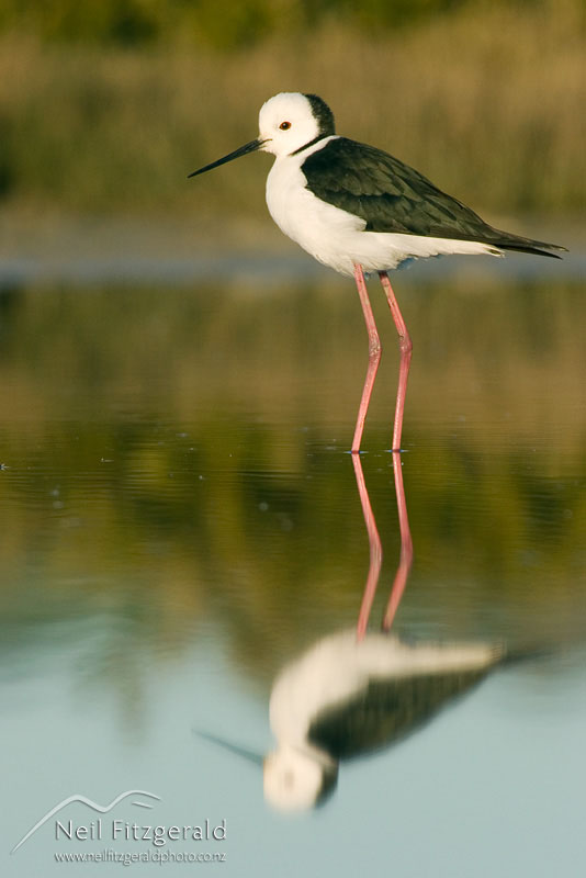 Himantopus-himantopus_4990.jpg