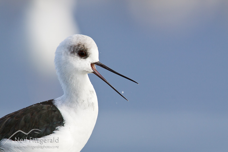 Himantopus-leucocephalus_10737.jpg