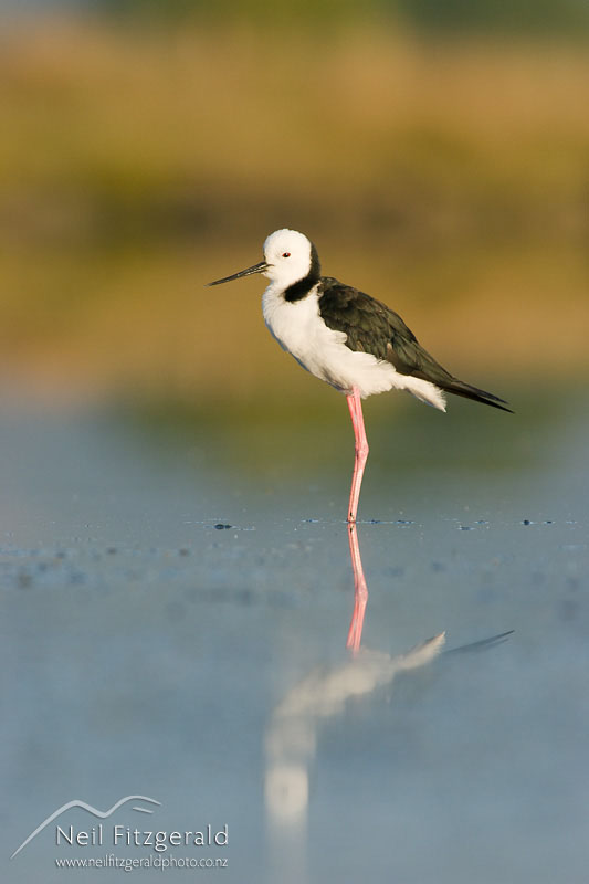 Himantopus-leucocephalus_6278.jpg