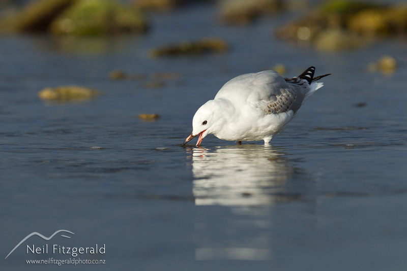 Larus-novaehollandiae-22808.jpg