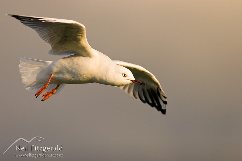 Larus-novaehollandiae_3186.jpg
