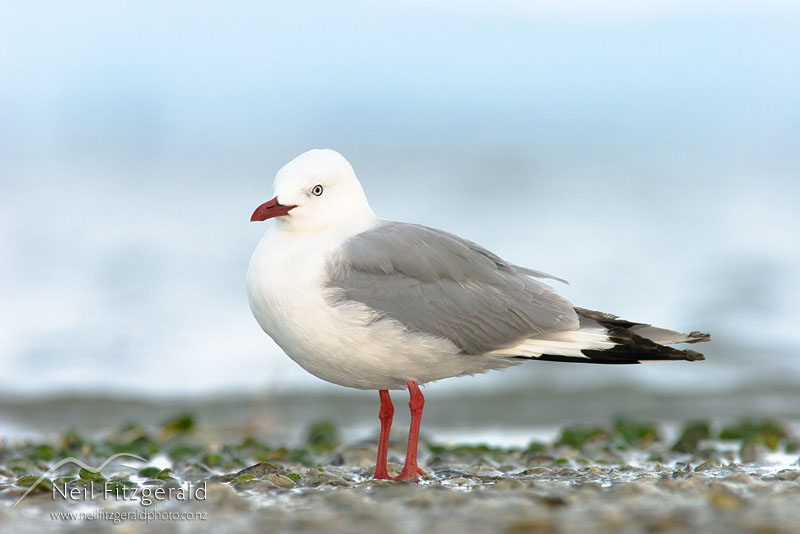 Larus-novaehollandiae_6968.jpg