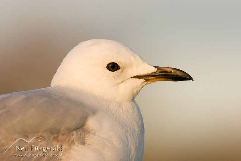 Larus-novaehollandiae_8867.jpg