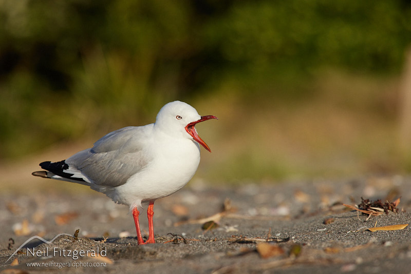 red-billed-gull-26005.jpg
